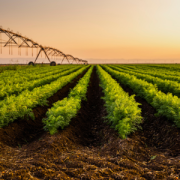 Leveraging AI to Foster Climate-Resilient & Sustainable Agriculture